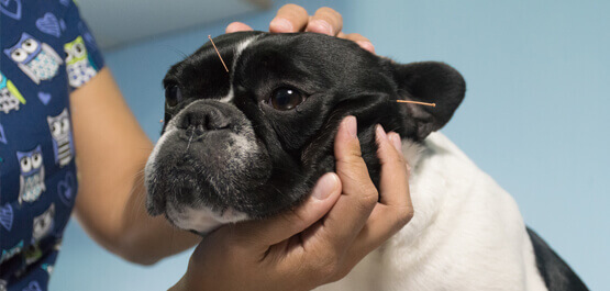 Pet Acupuncture Services Near Me Woodley Gardens Veterinary Care