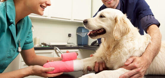 Pet Surgical Services Near Me Woodley Gardens Veterinary Care