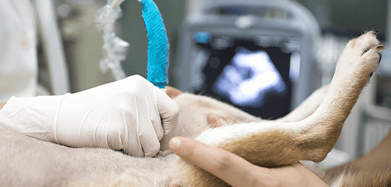 Pet Ultrasound Services In Rockville Md Woodley Gardens Vet Care